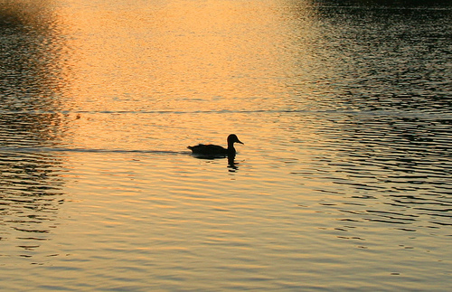 File:Lone duck.jpg
