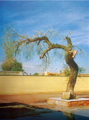 File:Jand Tree - Saka Nankana Sahib.jpg