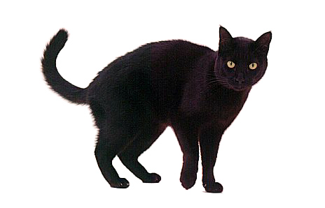 File:Black cat.jpg