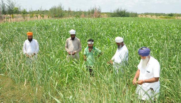File:Sikh farmers in Tamil Nadu 3.jpg