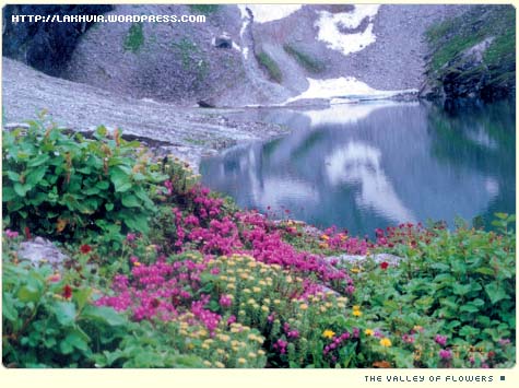 File:Hemkunt-valley-flowers-1.jpg