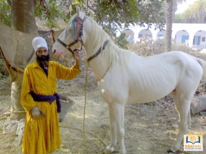Taruna Dal Nihang Singh With there horse