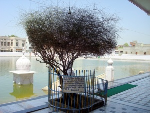 Guru hargobind sahib used 2 tie his horse with this KARIR tree.jpg