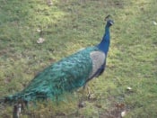 One of the peacocks that freely roams the Gurdwara Sahib complex. (circa 2007)