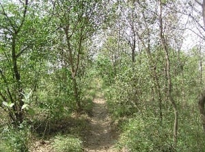 Forest1mamdot.jpg