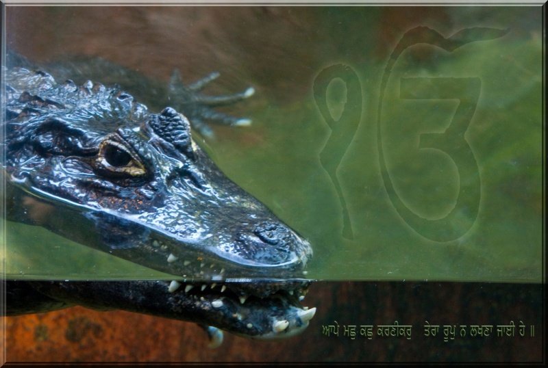 File:Crocodile.jpg