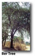 Ber-tree-1.jpg