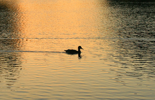 Lone duck.jpg