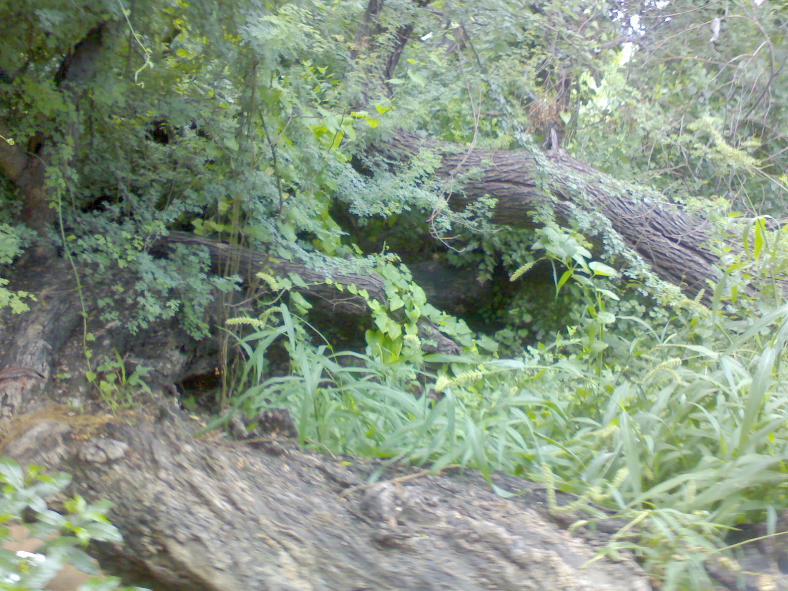 Jungle.JPG