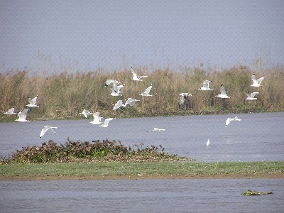 Harikewetland4.jpg