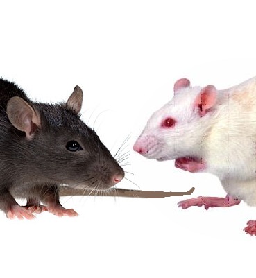 Mice-both2.jpg