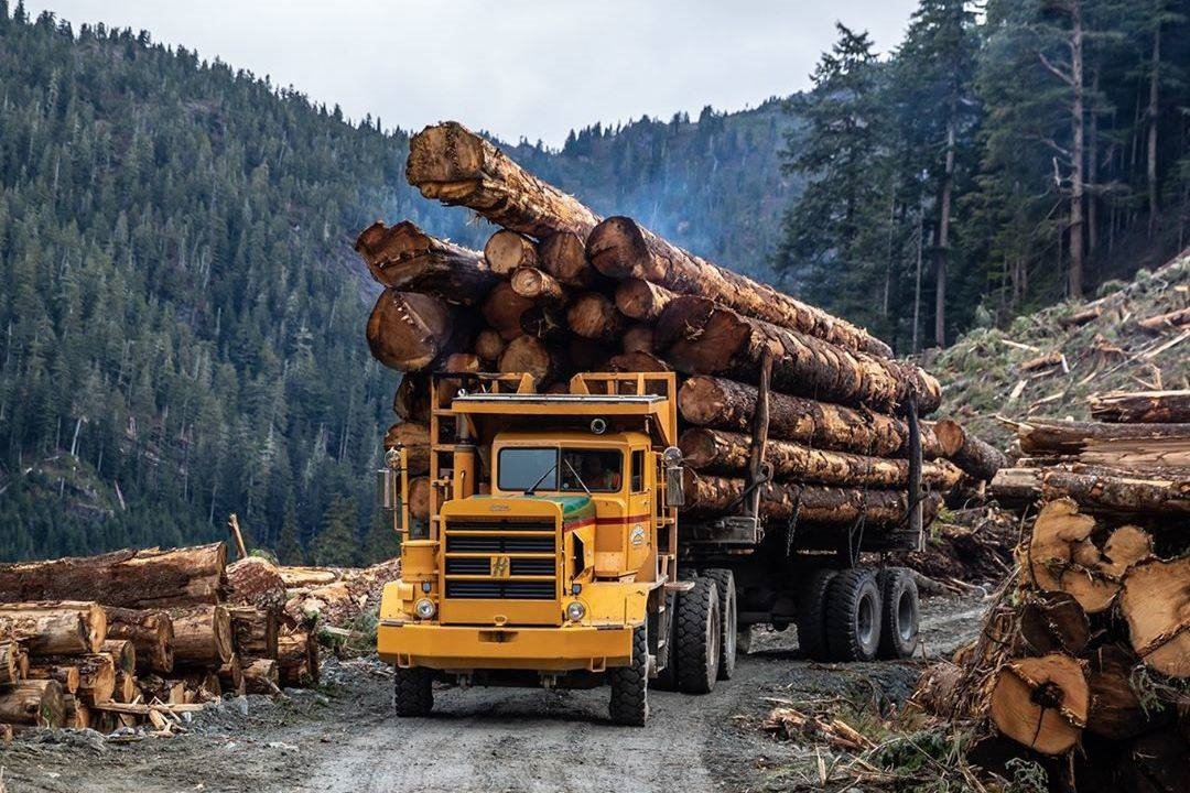Tarkhan (Forestry)