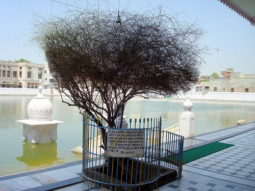 File:Guru hargobind sahib used to tie his horse with this Kekar tree.jpg
