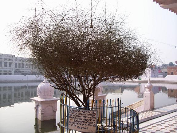 Historical Tree