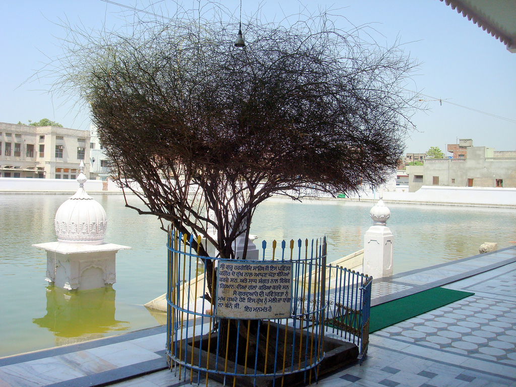 Guru Hargobind sahib used to tie his horse with this Karir tree