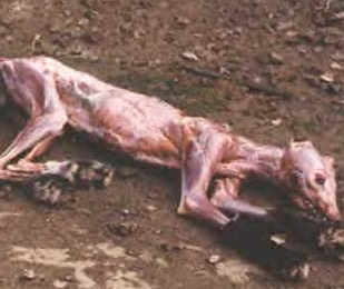 Mink fur sml.jpg