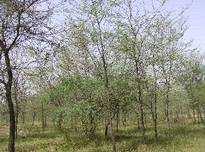 Forest2aboharwildlife.jpg