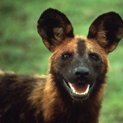 African Wild Dog III.jpg