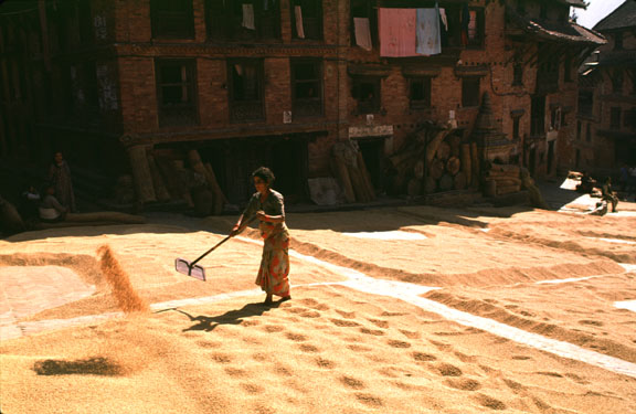 Sikh rice.jpg