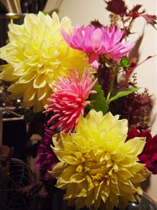 Dahlias.jpg