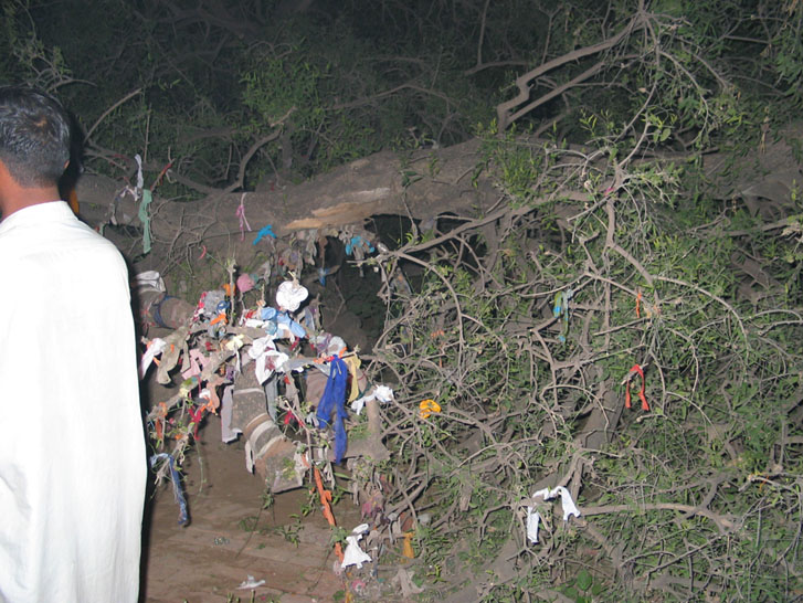 The tree near the Gurdwara Mal ji sahib