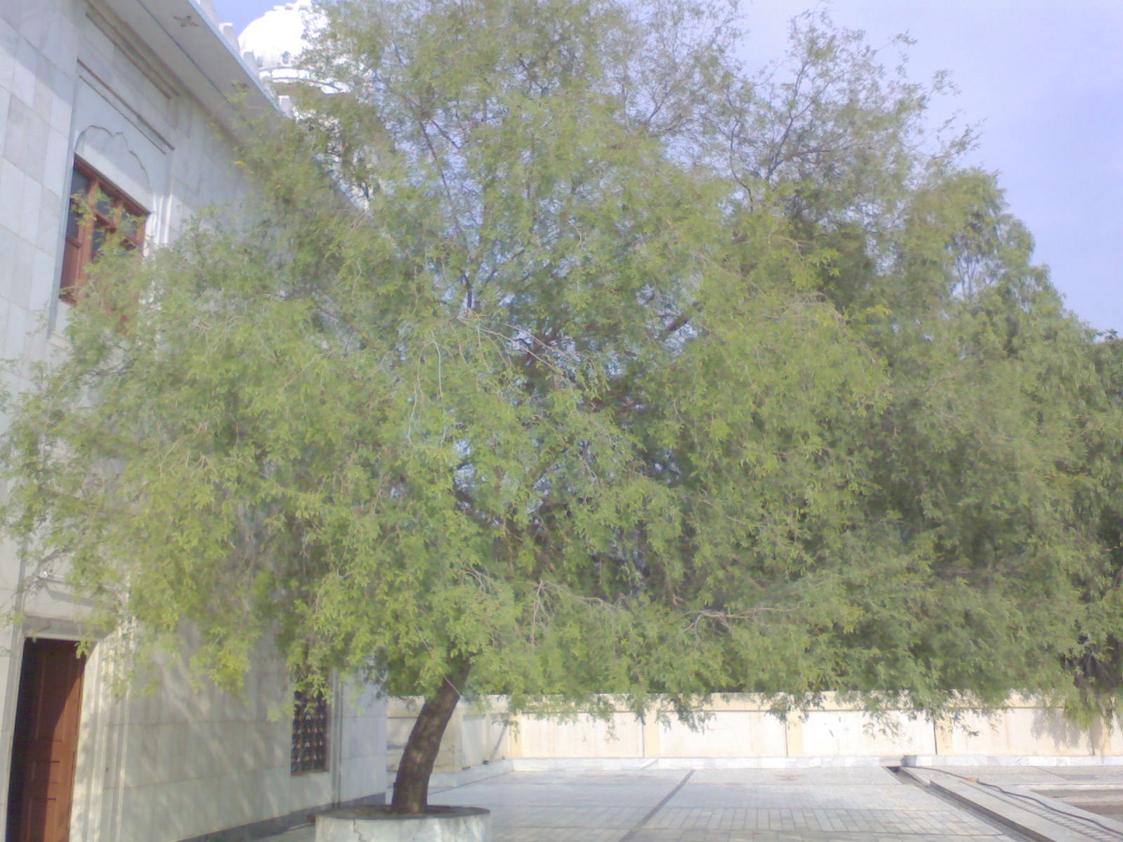 Jandsartree.JPG