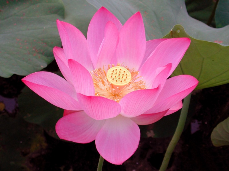 File:Lotus flower open pink.jpg