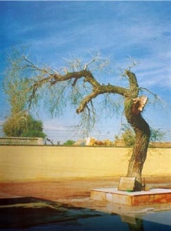 Jand Tree - Saka Nankana Sahib