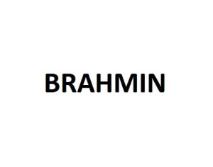 Brahmin 1.jpg