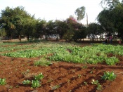 The "shamba" or farm behind the Gurdwara Sahib. Langar is prepared with this fresh produce. Notice the distinct regional red mud in which everything is grown. (circa 2007)