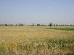 Ludh green fileds of the Punjab, near village Baddowal, in Ludhiana District of Punjab.jpg