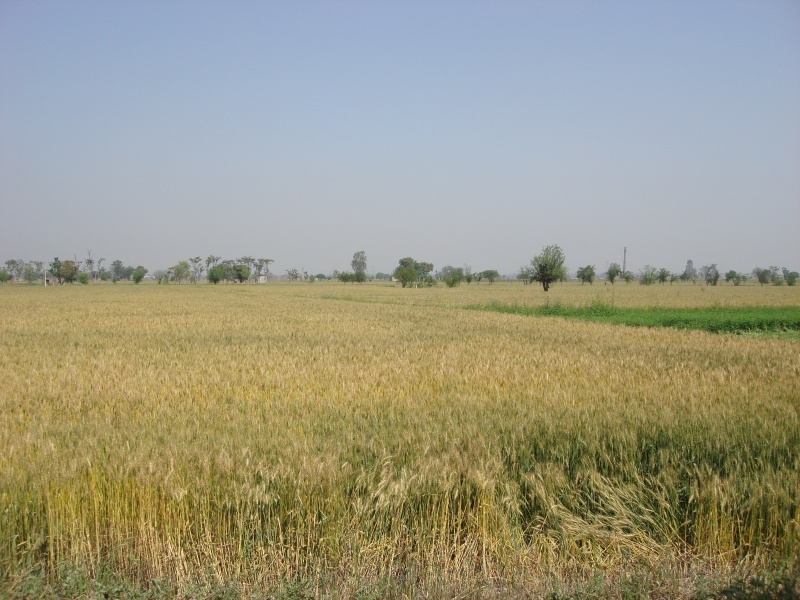File:Ludh green fileds of the Punjab, near village Baddowal, in Ludhiana District of Punjab.jpg