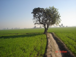 Old Palah Tree, near village Deva in Ludhiana District of Punjab.jpg