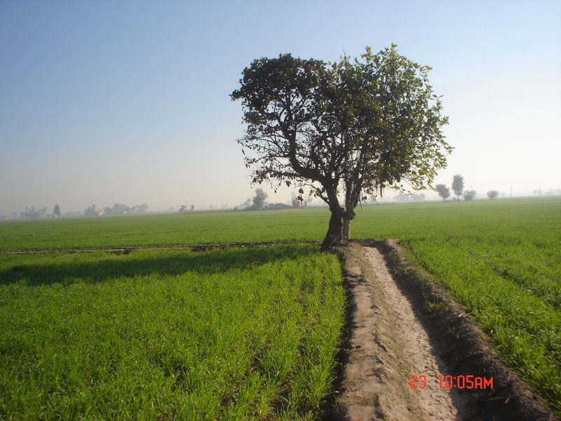 File:Old Palah Tree, near village Deva in Ludhiana District of Punjab.jpg
