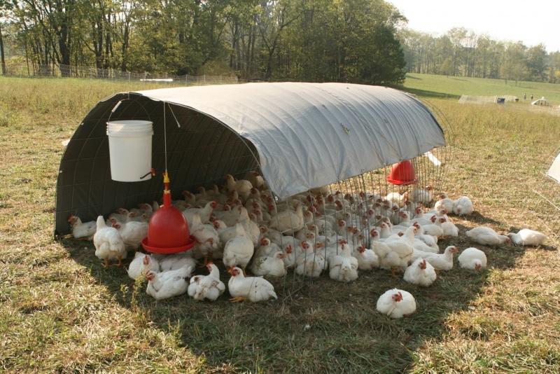 File:Poultry Meat Farm.jpg