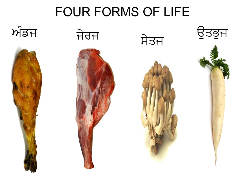 File:Four forms of life.jpg