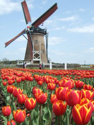 Dutch windmill.jpg