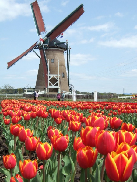 File:Dutch windmill.jpg