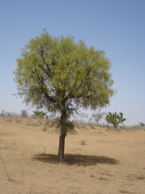 Jand tree 1.jpg