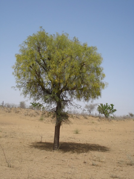 File:Jand tree 1.jpg