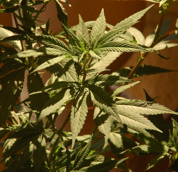 File:Cannabis plant med.jpg